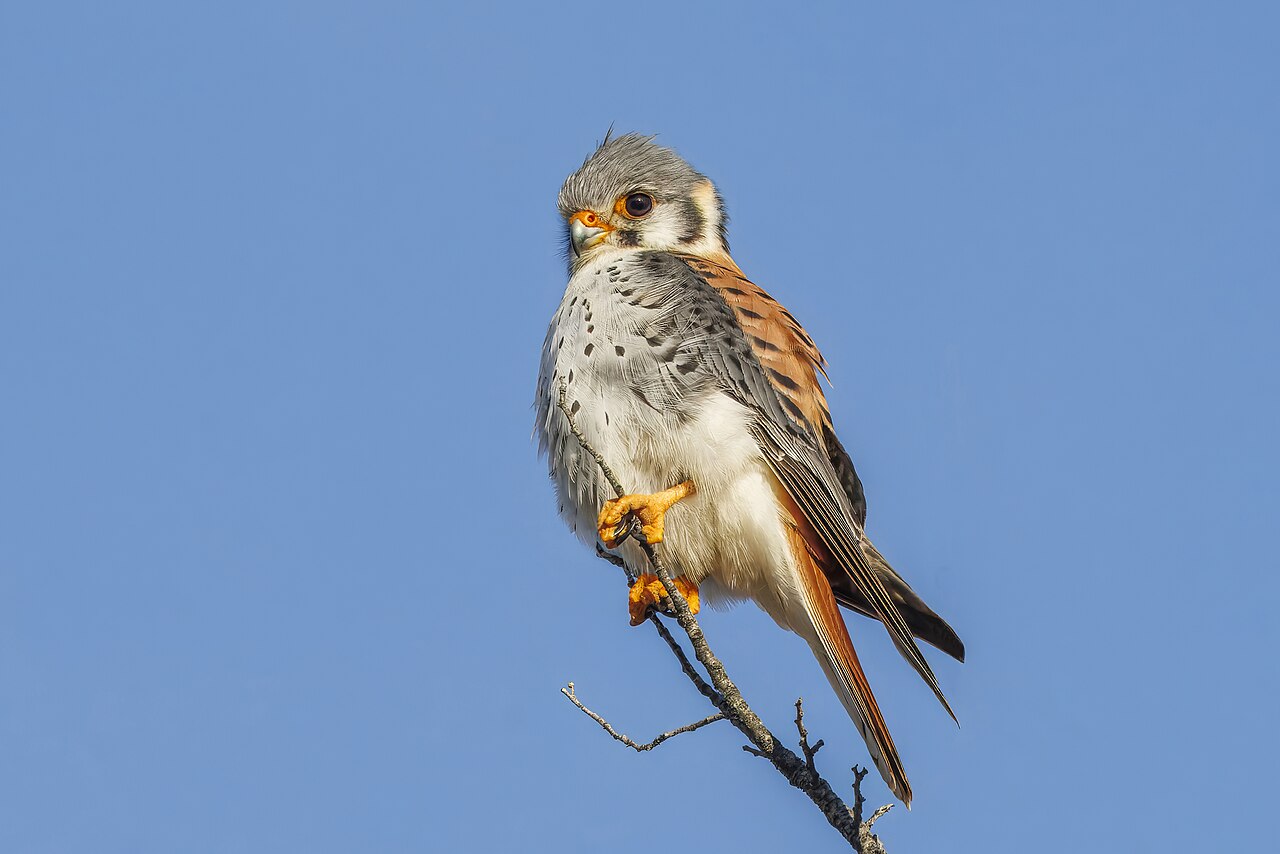 Falco (musician)