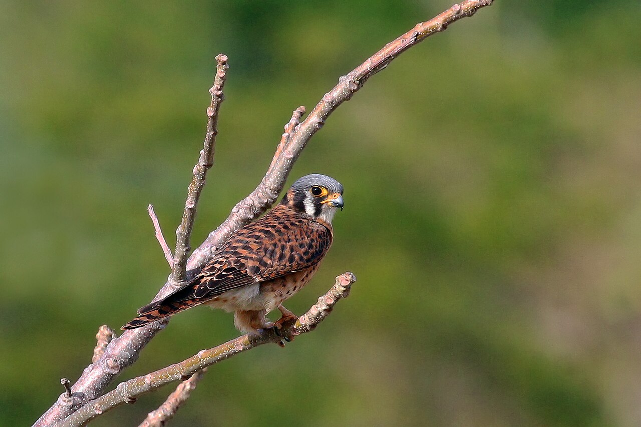 Falco (musician)